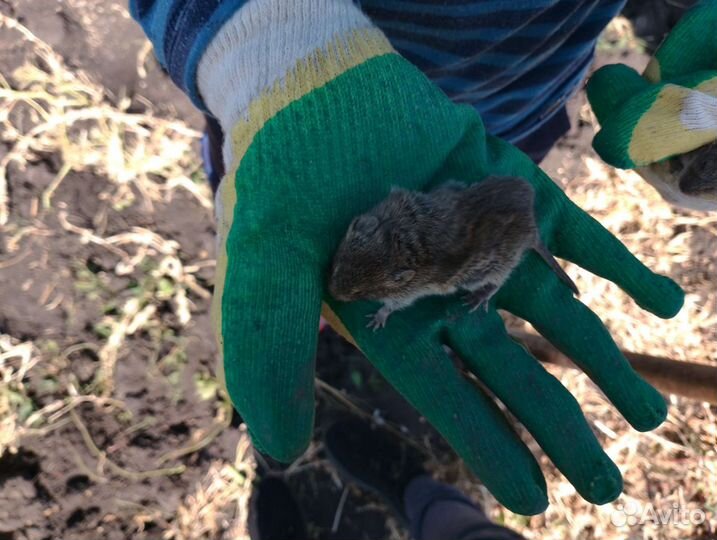 Братья Сплинтера