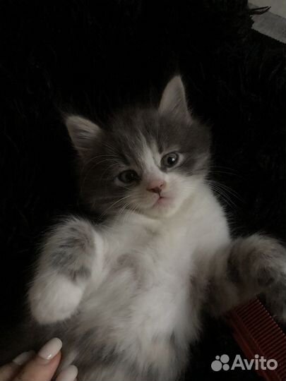 Котенок мальчик