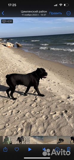 Вязка собак кане корса