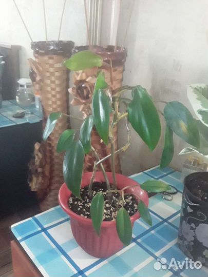 Фикус эластика тинеке,филодендрон краснеющий