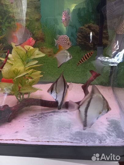 Монодактил Лепорины