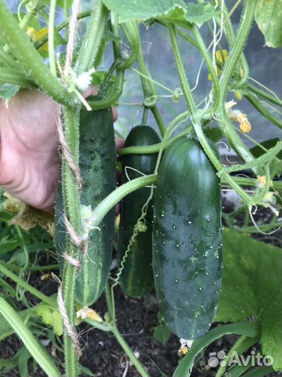 Семена домашних огурцов