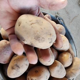Продам картофель