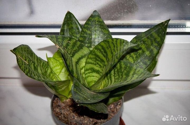 Сансевиерия