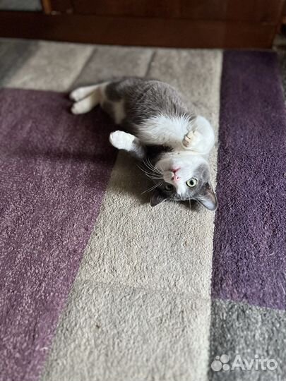 Отдам даром котёнка