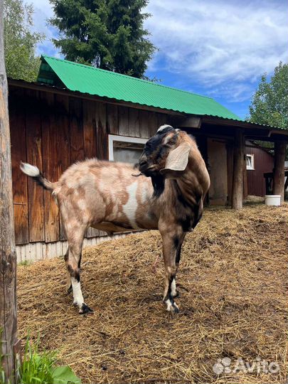 Нубийский козёл