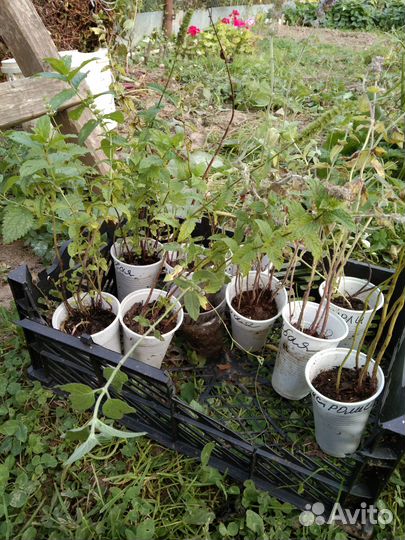 Мята сортовая