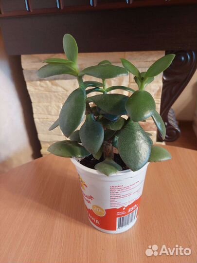 Толстянка (денежное дерево)