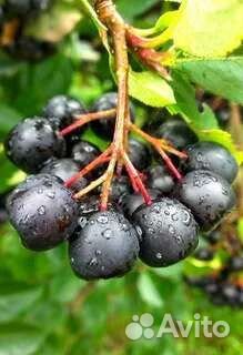 Черноплодная рябина