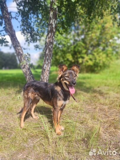 Маленькая домашняя собачка оказалась в приюте