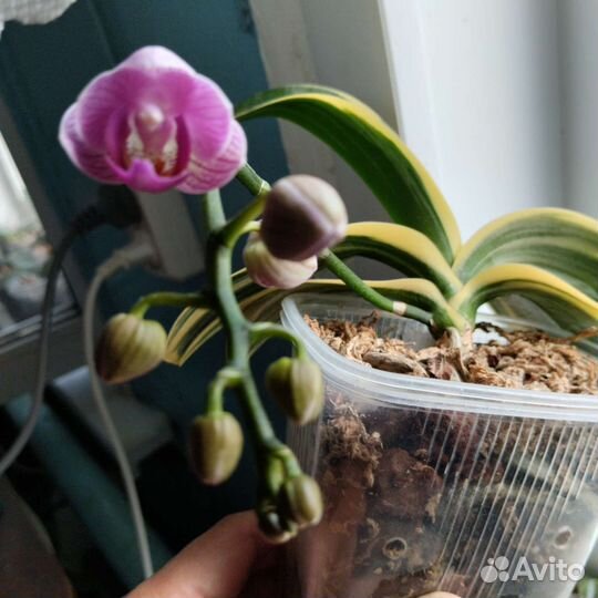 Орхидея фаленопсис