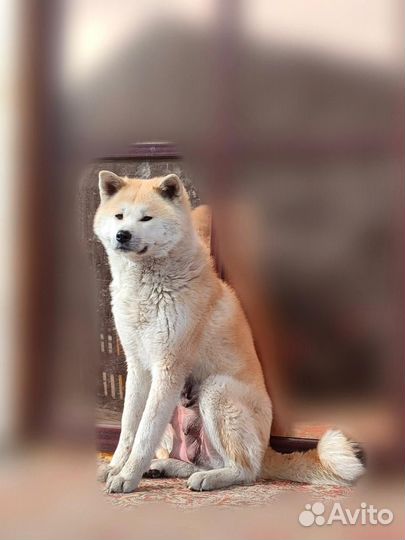 Акита ину