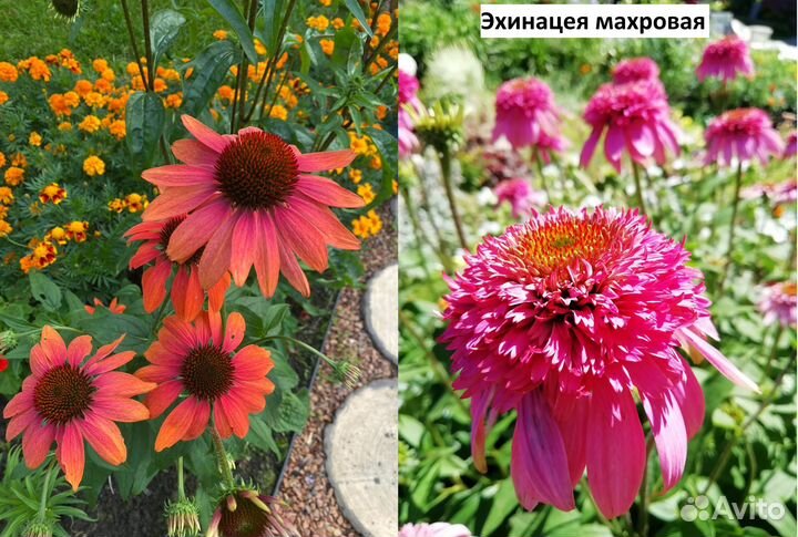 Саженцы многолетних растений. Часть I