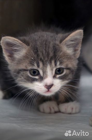 Девочка 1,5 месяца