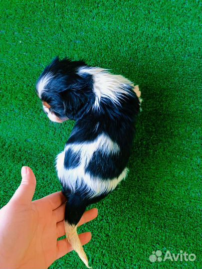 Кавалер спаниель Плюшечка