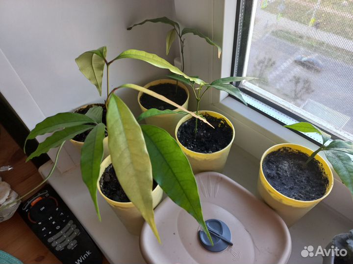 Саженцы личи