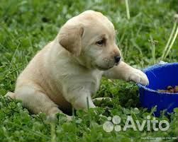Щенки Лабрадора - подбор щенка - выбор есть