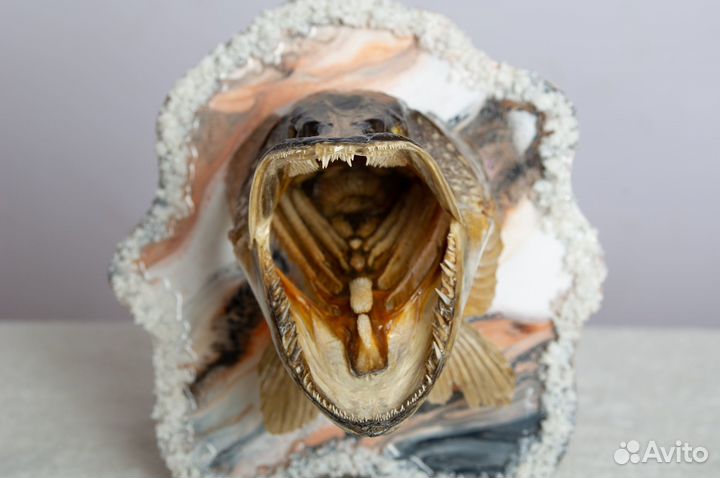 Чучело головы щуки