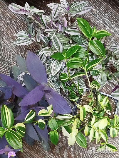 Традесканция