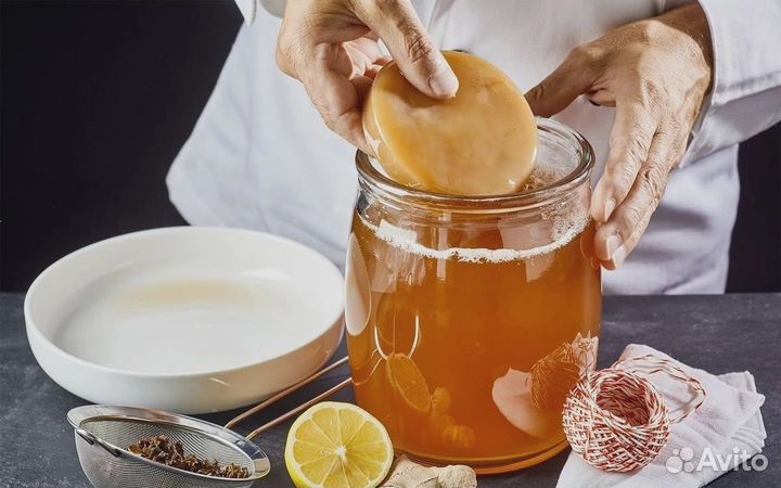 Чайный гриб комбуча