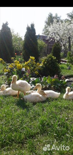 Цыплята. Гусята. Утята. Мулард