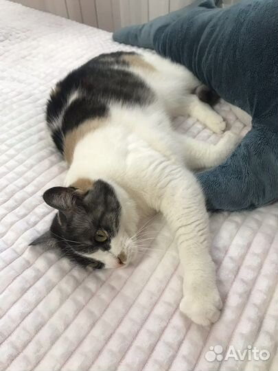 Передержка животных