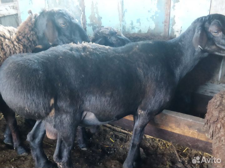 Курдючный баран