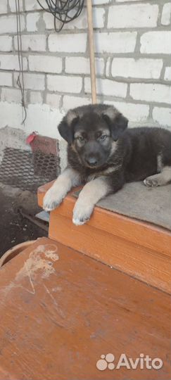 Щенки собаки