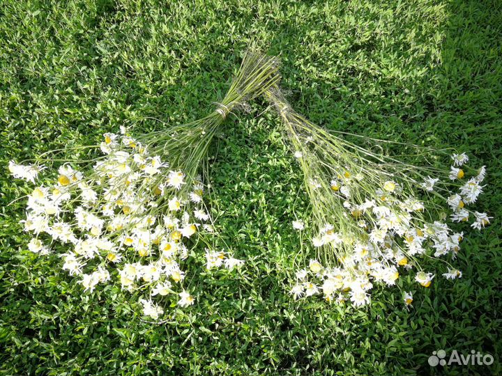 Травы для чая и бани