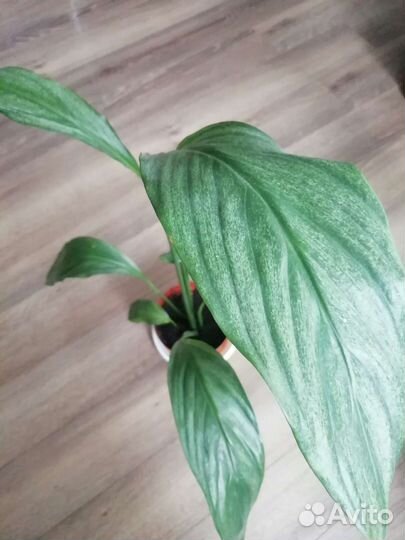 Спатифиллум королевский сортовой, сильвер