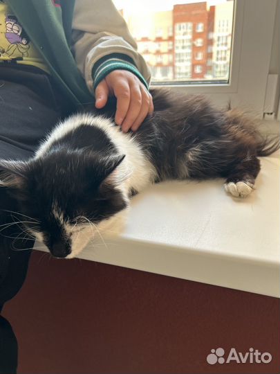 Кошка 4 месеца