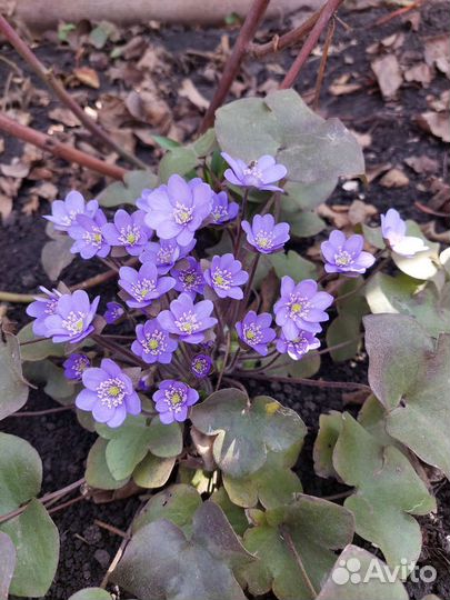 Печеночница