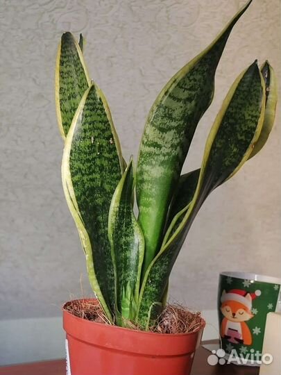 Сансевиерия лауренти