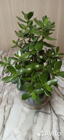 Суккуленты красула толстянка