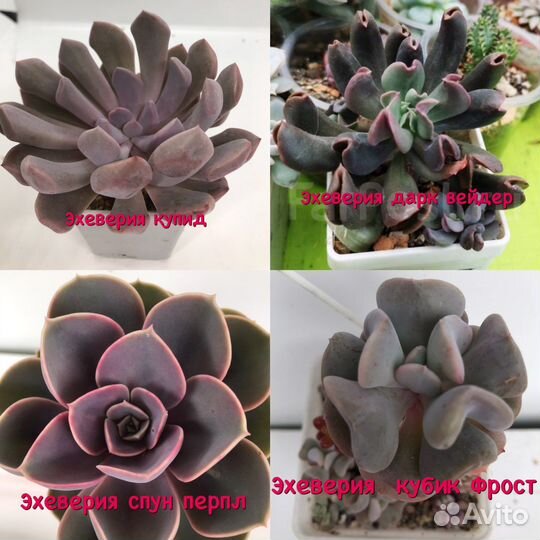 Суккуленты эхеверии