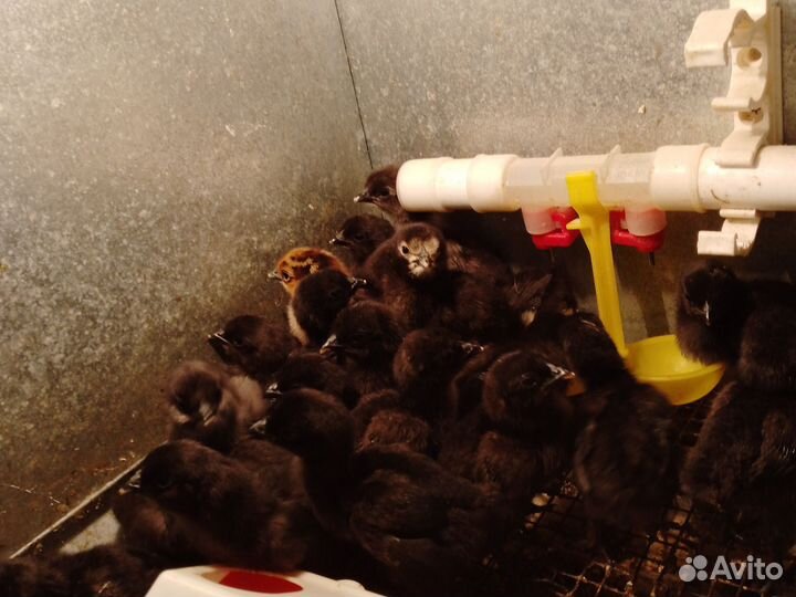 Фазаны, куры, петухи цыплята ия