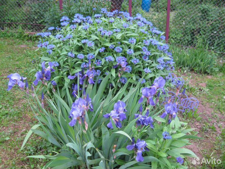 Ирисы,горный василек,астры многолетние и другие