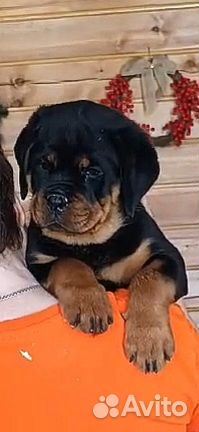 Щенки ротвейлера от родителей чемпионов