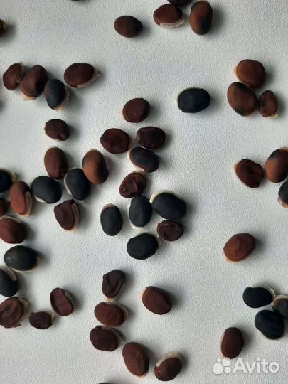 Семена Долихос лаблаб