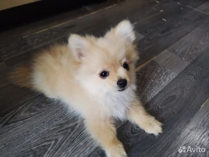 Немецкий шпиц