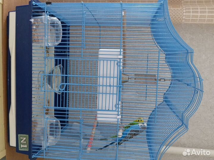 Волнистый попугай