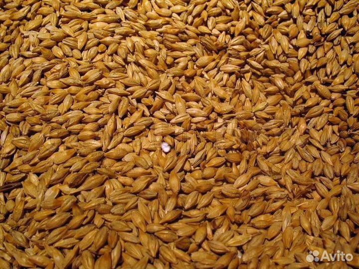 Продается ячмень