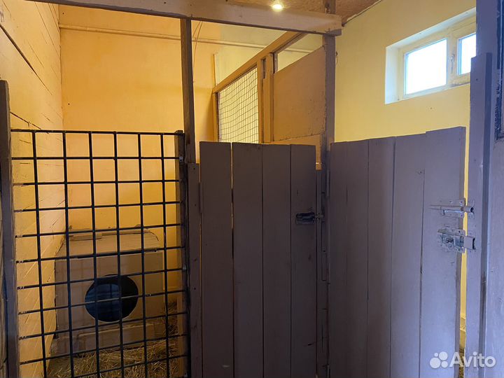 Передержка собак и других животных