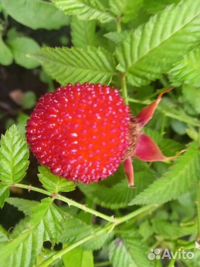 Малина розолистная