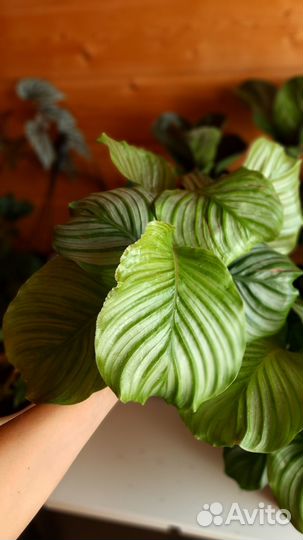 Калатея Орбифолия