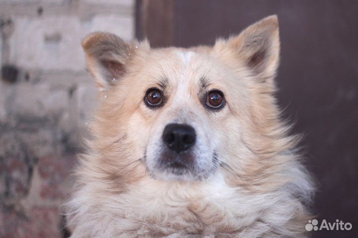 Собака Пушок