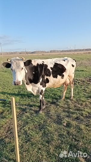 Корова стельная дойная