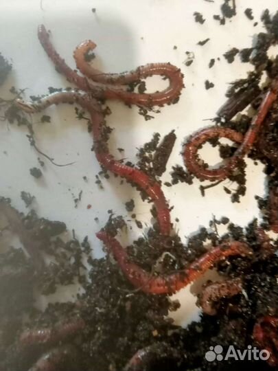 Продается червь дендробена
