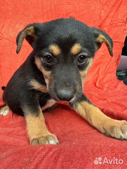 Щенок в добрые руки