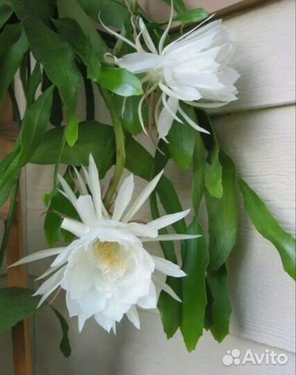 Сукуленты филодендроны сингониумы монстеры